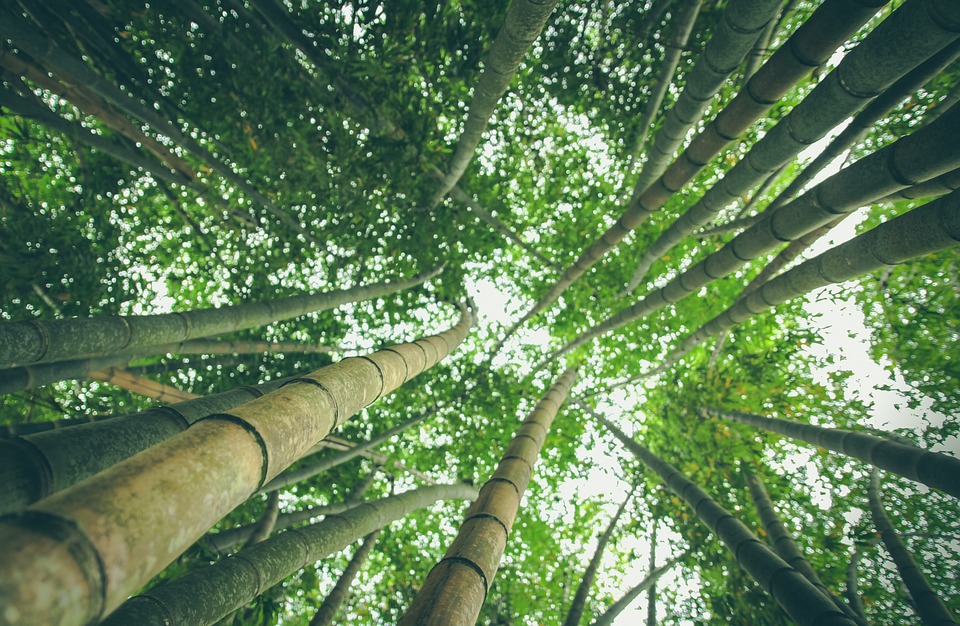 Le Bambou Une Plante Dune Grande Richesse Linflux